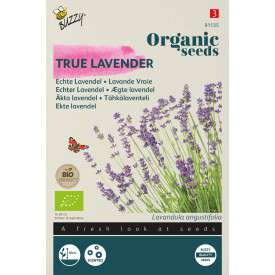Echte Lavendel