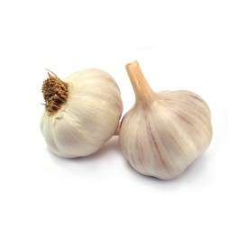 Knoflook Sabagold