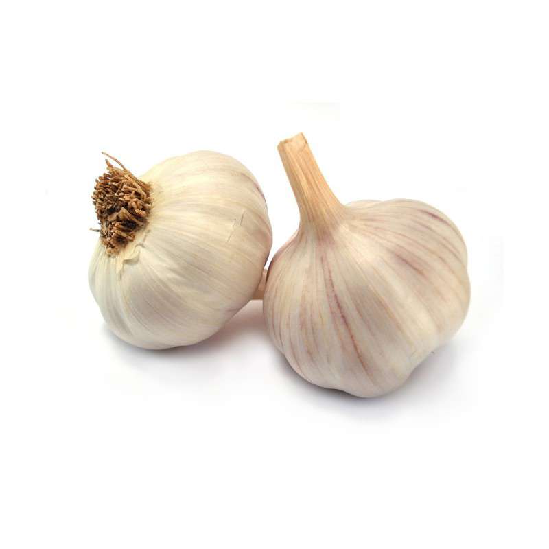 Knoflook Morado