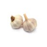 Knoflook Morado