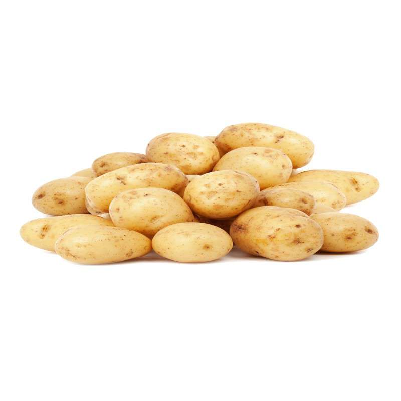 Pootaardappel Nicola