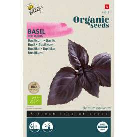Basilicum Red Rubin