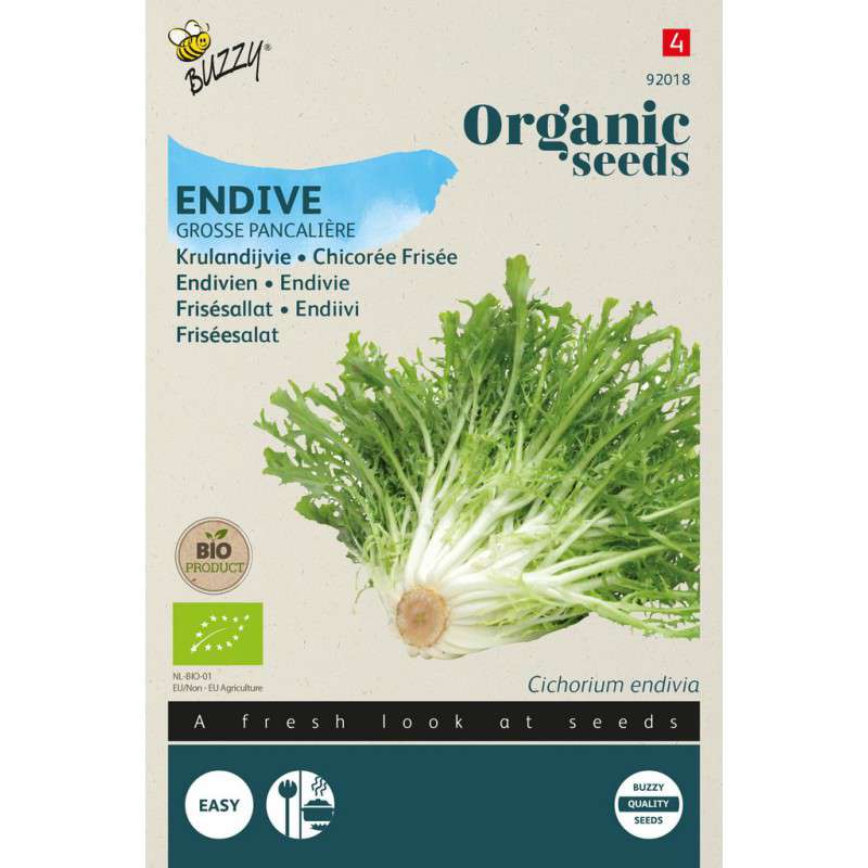 Krulandijvie Grosse Pancalière