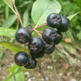 Appelbes 'Rubina' BIO