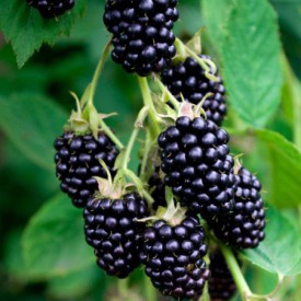 Doornloze Braam 'Black Satin' BIO