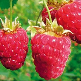 Zomerframboos 'Glen Ample' BIO