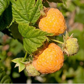 Zomerframboos 'Golden Everest' BIO
