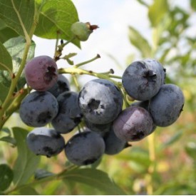 Blauwe Bes 'Blue Dessert®' BIO