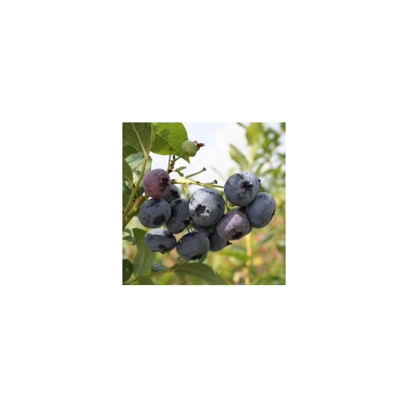 Blauwe Bes 'Blue Dessert®' BIO