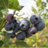 Blauwe Bes 'Blue Dessert®' BIO