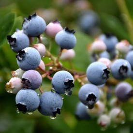 Blauwe Bes 'Bluecrop' BIO