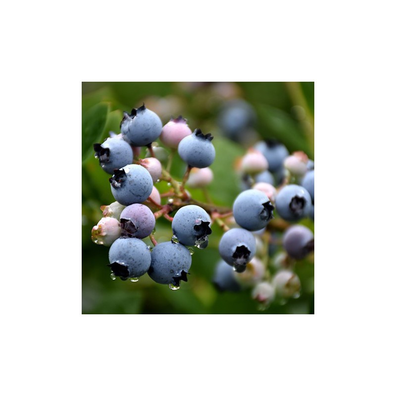 Blauwe Bes 'Bluecrop' BIO