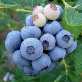 Blauwe Bes 'Duke' BIO