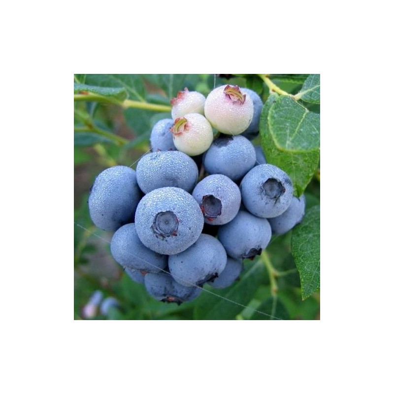 Blauwe Bes 'Duke' BIO