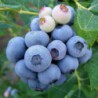 Blauwe Bes 'Duke' BIO