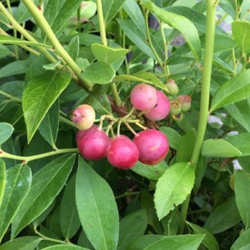 Roze Bosbes 'Pink Lemonade' BIO