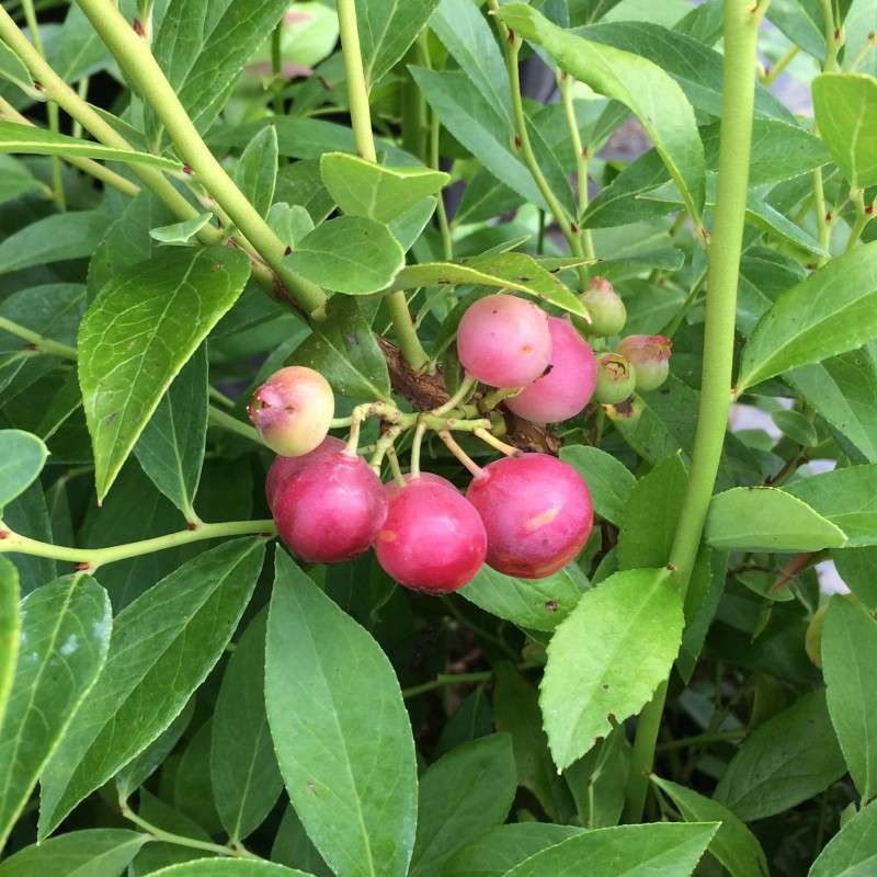 Roze Bosbes 'Pink Lemonade' BIO