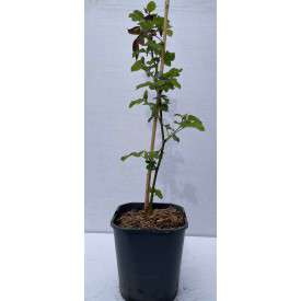 Doornloze Braam 'Black Satin' BIO