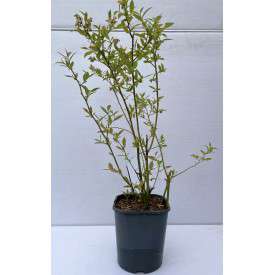Roze Bosbes 'Pink Lemonade' BIO