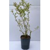 Roze Bosbes 'Pink Lemonade' BIO