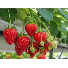 Aardbeiplanten Frigo Rumba BIO - 10 stuks