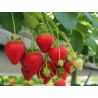 Aardbeiplanten Frigo Rumba BIO - 10 stuks