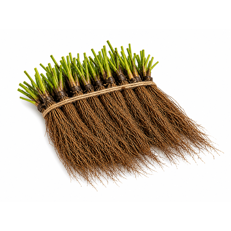 Aardbeiplanten Frigo Ravellia BIO - 10 stuks