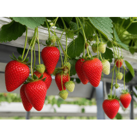 Aardbeiplanten Frigo Ravellia BIO - 10 stuks