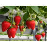 Aardbeiplanten Frigo Ravellia BIO - 10 stuks