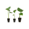 Zoete aardappel plantjes Beauregard BIO - 5 stuks
