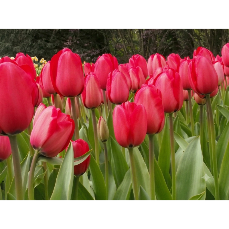 Tulp Red Impression (10 bollen)