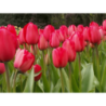 Tulp Red Impression (10 bollen)