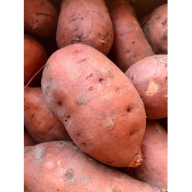 Zoete aardappelplantjes
