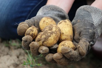 Biologische aardappelen oogsten