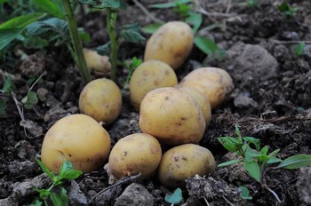 Biologische pootaardappelen